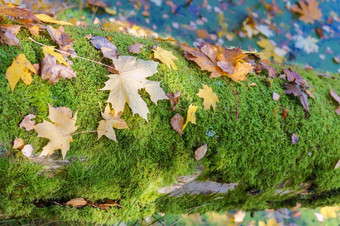 老树地底和叶子秋天叶子莫斯秋天叶子莫斯老树地底和叶子