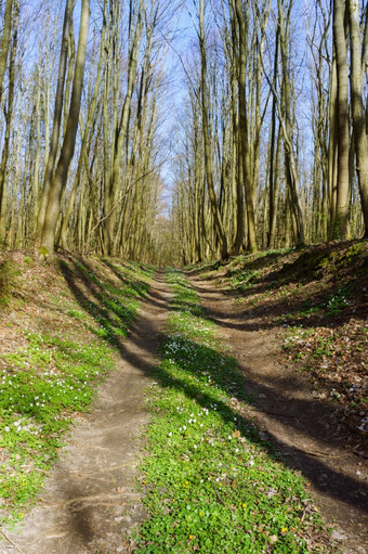 森林路径为体育国家路的春天森林国家路的春天森林森林路径为体育