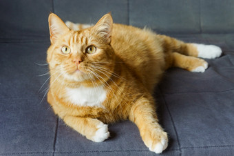 红色的猫说谎的沙发毛茸茸的房子猫红色的猫首页休息毛茸茸的房子猫红色的猫首页休息红色的猫说谎的沙发