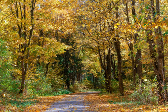 路的秋天森林泛黄树的秋天森林泛黄树的秋天森林路的秋天森林