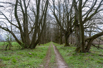 森林路径为体育国家路的春天森林国家路的春天森林森林路径为体育