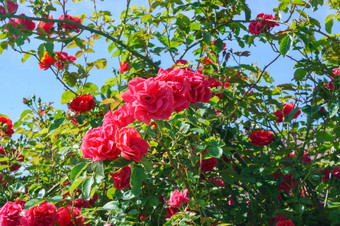 红色的玫瑰布什红色的盛开的玫瑰的布什红色的盛开的玫瑰的布什红色的玫瑰布什