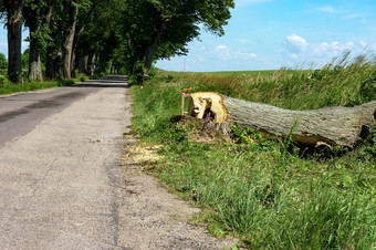 切割下来树的国的高速公路减少下来树附近的路减少下来树附近的路切割下来树的国的高速公路