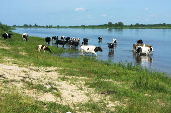 牛洗澡的湖群牛的河群牛的河牛洗澡的湖