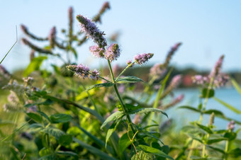 薄荷灌木的海岸的储层野生薄荷薄荷<strong>灌木丛</strong>野生薄荷薄荷<strong>灌木丛</strong>薄荷灌木的海岸的储层