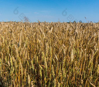 黑麦和<strong>小麦</strong>是擦伤了的场<strong>小麦</strong>场农田<strong>小麦</strong>场农田黑麦和<strong>小麦</strong>是擦伤了的场