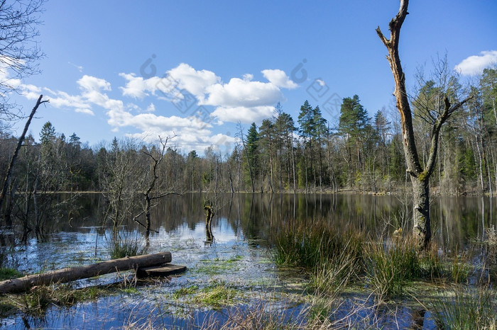 森林湖在树景观自然储层景观自然储层森林湖在树