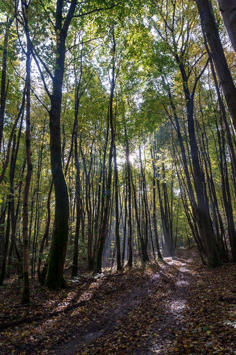 太阳射线通过的树走通过的秋天森林秋天森林秋天森林太阳射线通过的树走通过的秋天森林