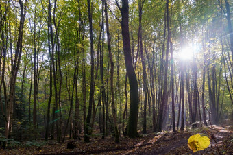 太阳射线通过的树走通过的秋天森林秋天森林秋天森林太阳射线通过的树走通过的秋天森林