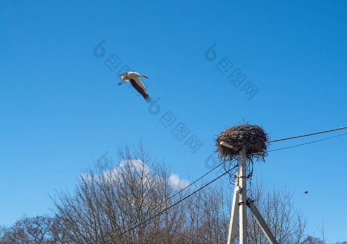 鹳的巢鹳到达的春天鹳rsquo巢波兰高电压波兰和鸟rsquo巢鹳到达的春天鹳的巢鹳rsquo巢波兰高电压波兰和鸟rsquo巢