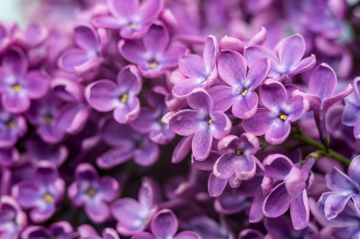 淡紫色花大集群紫色的花盛开的分支紫丁香淡紫色花大盛开的分支紫丁香集群紫色的花