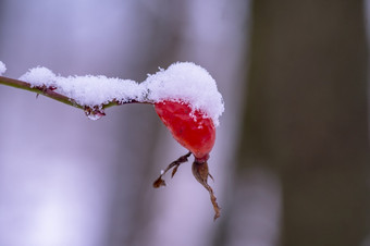 玫瑰果的雪雪花的玫瑰果的第一个雪的秋天的第一个雪的秋天玫瑰果的雪雪花的玫瑰果