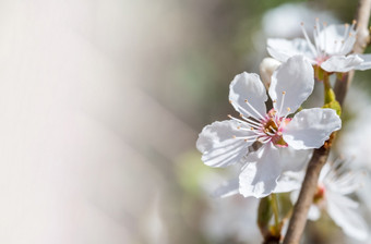 分支樱<strong>桃</strong>开<strong>花树</strong>春天盛开的白色花开<strong>花树</strong>分支樱<strong>桃</strong>开<strong>花树</strong>开<strong>花树</strong>春天盛开的白色花