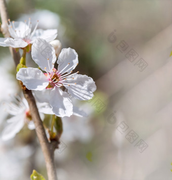 分支樱<strong>桃</strong>开<strong>花树</strong>春天盛开的白色花开<strong>花树</strong>分支樱<strong>桃</strong>开<strong>花树</strong>开<strong>花树</strong>春天盛开的白色花