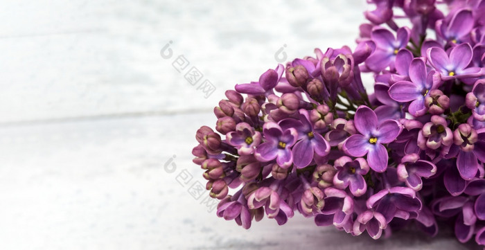 淡紫色花光背景群淡紫色花盛开的分支紫丁香盛开的分支紫丁香淡紫色花光背景群淡紫色花
