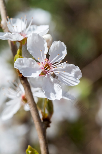 分支樱<strong>桃</strong>开<strong>花树</strong>春天盛开的白色花开<strong>花树</strong>分支樱<strong>桃</strong>开<strong>花树</strong>开<strong>花树</strong>春天盛开的白色花