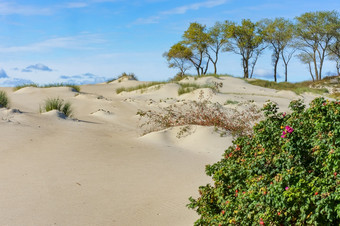 布瑞尔·罗的沙子沙子沙丘玫瑰果灌木的海滨沙子沙丘布瑞尔·罗的沙子玫瑰果灌木的海滨