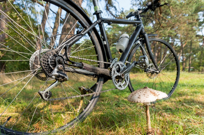 自行车的森林骑自行车通过的森林收集蘑菇的图片