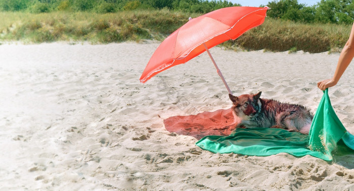 狗下伞狗的度假胜地狗的海海滩狗下伞狗的海图片