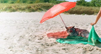 狗下伞狗的度假胜地狗的海海滩狗下伞狗的海海滩狗的度假胜地