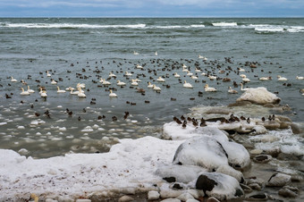 鸟的海冬天水禽冬天天鹅和海鸥的海冬天水禽冬天鸟的海冬天天鹅和海鸥的海冬天
