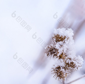 雪花黄色的草雪背景草漂移雪结霜冰片结霜冰片雪花黄色的草雪背景草漂移雪