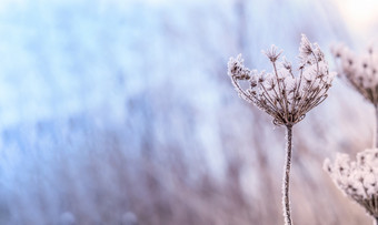 雪花黄色的草雪背景草漂移雪结霜冰片结霜冰片雪花黄色的草雪背景草漂移雪