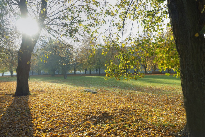分支机构树与黄色的叶子秋天景观金树叶秋天景观金树叶分支机构树与黄色的叶子
