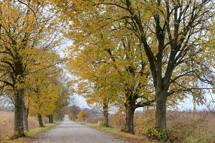 丘陵路的森林路在秋天树路在秋天树丘陵路的森林