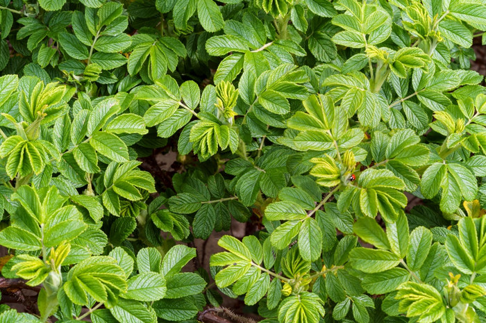 瓢虫野生玫瑰灌木的昆虫的叶子野生玫瑰的昆虫的叶子野生玫瑰瓢虫野生玫瑰灌木