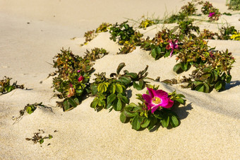 芽的野生玫瑰野生玫瑰日益增长的的海岸的波罗的海海野生玫瑰日益增长的的海岸的波罗的海海芽的野生玫瑰