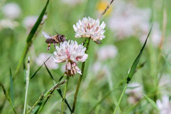 昆虫草地花蜜蜂三叶草花白色<strong>野花</strong>蜜蜂三叶草花白色<strong>野花</strong>昆虫草地花