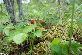 布什野生浆果红色的草莓的森林野生草莓野生草莓布什野生浆果红色的草莓的森林