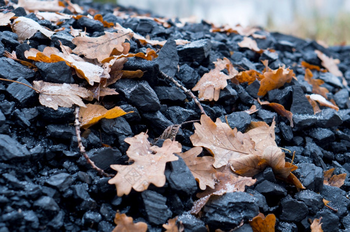 黄色的叶子下降从的树桩煤炭黑色的煤炭黑色的煤炭黄色的叶子下降从的树桩煤炭