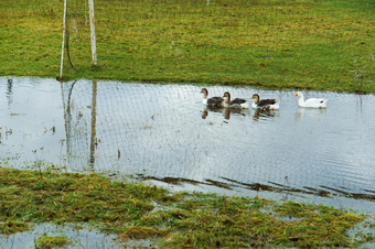 的鸭子的村游泳池鸭子的淹没了足球场鸭子的淹没了足球场的鸭子的村游泳池