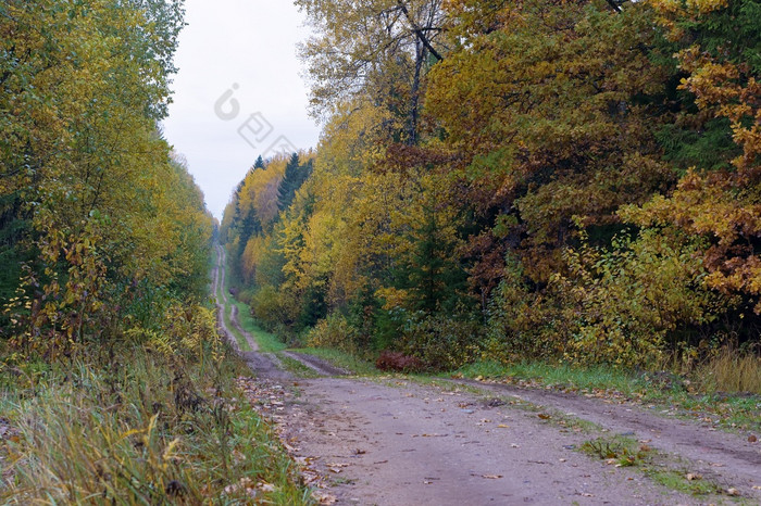 长路的秋天森林秋天森林秋天森林长路的秋天森林