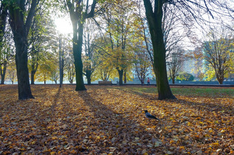 走的公园秋天秋天景观的公园秋天景观的公园走的公园秋天