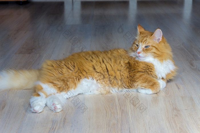 毛茸茸的房子猫红色的猫首页休息红色的猫说谎的沙发红色的猫首页休息红色的猫说谎的沙发毛茸茸的房子猫