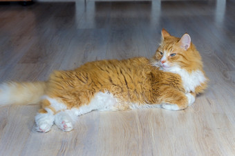 毛茸茸的房子猫红色的猫首页休息红色的猫说谎的沙发红色的猫首页休息红色的猫说谎的沙发毛茸茸的房子猫