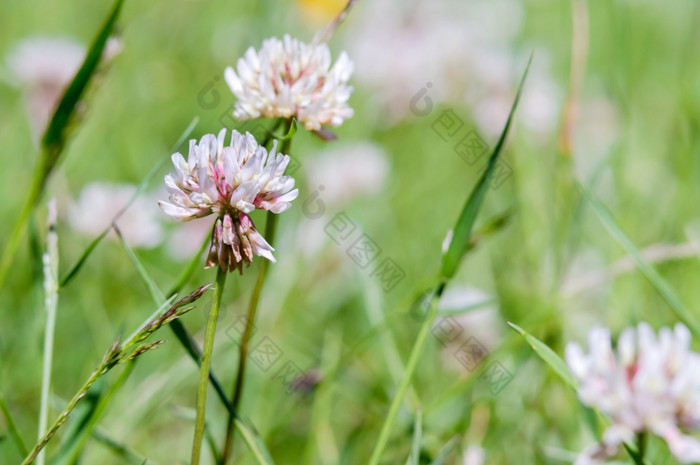 白色野花三叶草花草地花和草三叶草花白色野花草地花和草