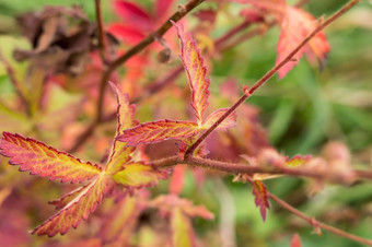 秋天背景植被红色的叶子布什红色的叶子布什秋天背景植被