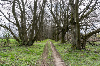 路的森林夏天森林路径为走森林路径春天森林路径为走路的森林夏天森林路径春天