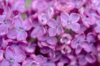 紫色的花紫丁香特写镜头水滴的花紫丁香特写镜头紫色的花水滴的花