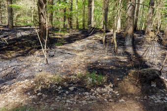 烧森林的森林后的火灰烬和变黑的树的森林后的火烧森林灰烬和变黑的树