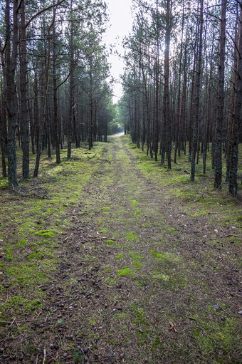 晚些时候秋天松柏科的森林秋天森林松柏科的森林小道的莫斯秋天森林晚些时候秋天松柏科的森林松柏科的森林小道的莫斯