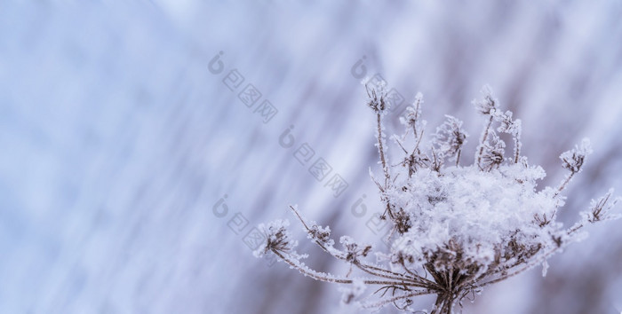 雪花的黄色的草雪背景草浮木的雪雪花使冰片雪背景雪花的黄色的草雪花使冰片草浮木的雪