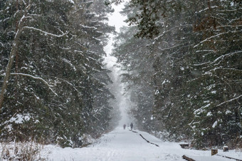 暴风雪的森林冬天的森林降雪的公园冬天的森林降雪的公园暴风雪的森林