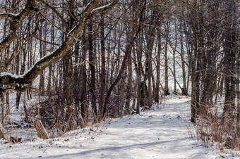 春天的公园森林路的雪早期春天的森林早期春天的森林春天的公园森林路的雪