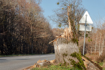破碎的树的一边的路的飓风打破了的树下降树的路下降树的路破碎的树的一边的路的飓风打破了的树