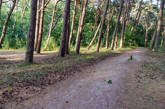 路的森林森林小道森林小巷老美丽的树森林小道路的森林森林小巷老美丽的树